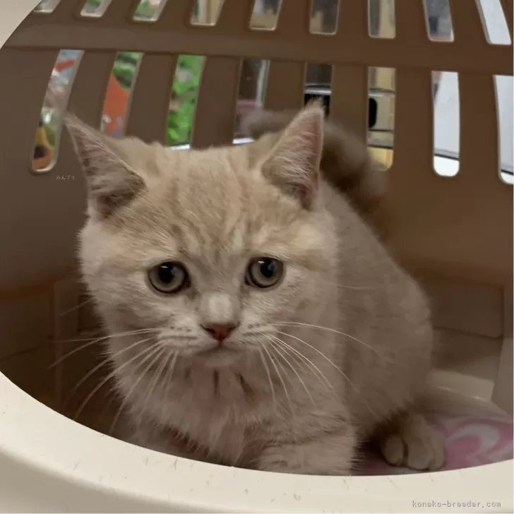 ID：2401-01005の子猫