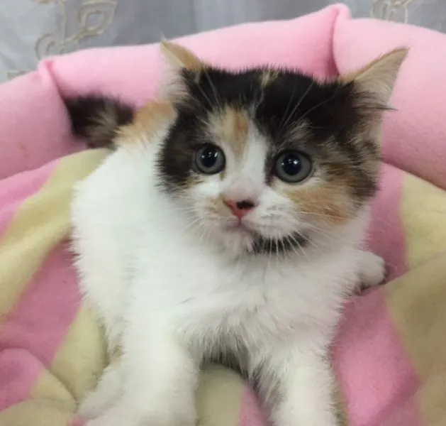 ID：1504-00241の子猫