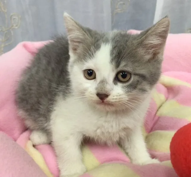ID:1506-00205の子猫
