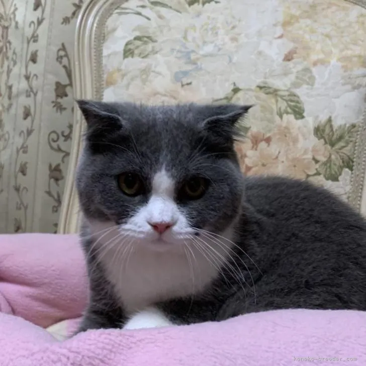 ID:2205-00623の子猫