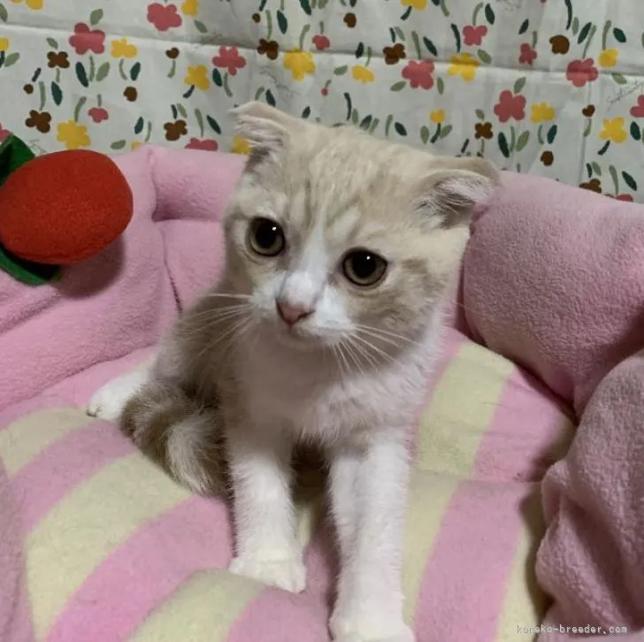 ID：2207-01870の子猫