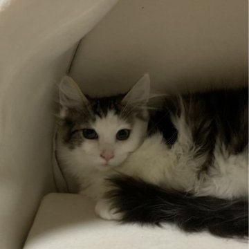 ノルウェージャンフォレストキャット【神奈川県・女の子・2023年12月11日・ブラウンタビーホワイト】の写真「フレンドリーなプリティガール🎶」