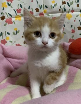スコティッシュフォールド(立ち耳)【神奈川県・女の子・2022年3月17日・レッドタビーホワイト（ショートヘア）】の写真「美人系の可愛い女の子🎶」