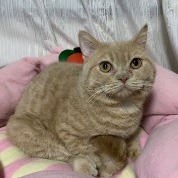 スコティッシュフォールド【神奈川県・男の子・2022年7月9日・レッドタビー】の写真「まる顔の可愛い♪男の子♪」