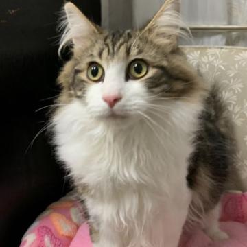 ノルウェージャンフォレストキャット【神奈川県・男の子・2021年12月13日・ブラウンタビーホワイト（ロング）】の写真「めちゃくちゃ可愛い🎶」