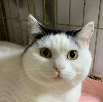 マンチカン(長足)【神奈川県・男の子・2022年11月10日・ブラックホワイトバン（2022.11.10）】の写真「ひとなっこい、元気な男の子♪」
