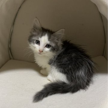 ノルウェージャンフォレストキャット【神奈川県・女の子・2023年12月11日・ブルータビーホワイト】の写真「フレンドリーなプリティガール🎶」