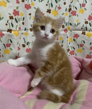 スコティッシュフォールド(立ち耳)【神奈川県・女の子・2022年3月17日・レッドタビーホワイト（ショートヘア）】の写真「お茶目な女の子🎶」