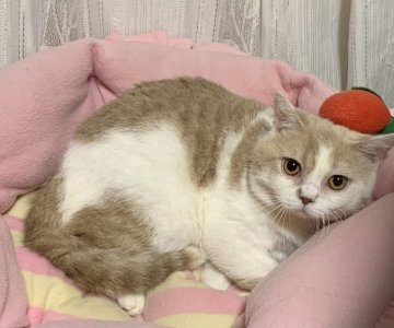 マンチカン(長足)【神奈川県・男の子・2022年6月30日・クリームタビーホワイト】の写真「ごろごろ♪可愛い♪男の子♪」