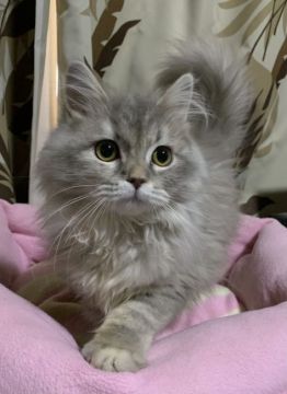 スコティッシュフォールド(立ち耳)【神奈川県・女の子・2021年12月16日・ダイエット（ショートヘア）】の写真「ふわふわ♪もこもこ♪可愛い女の子🎶」