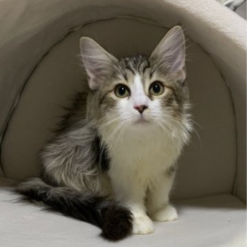 ノルウェージャンフォレストキャット【神奈川県・女の子・2024年1月31日・ブラウンタビーホワイト】の写真「可愛い女の子🎶」