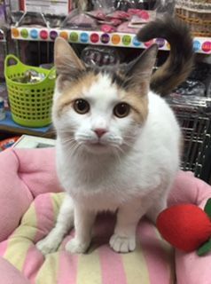 マンチカン【神奈川県・女の子・2014年7月17日・ダイリュートキャリコ（ショート）】の写真「☆お茶目で可愛い女の子♪」