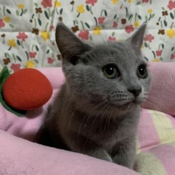 スコティッシュフォールド(立ち耳)【神奈川県・女の子・2022年4月19日・ブルー（ショートヘア）】の写真「小粒で陽気な可愛い女の子♪」