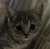 ブリティッシュショートヘア【神奈川県・男の子・2024年3月6日・ブルータビー】の写真1