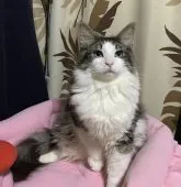 ノルウェージャンフォレストキャット【神奈川県・男の子・2021年9月18日・ブラウンホワイト】の写真1