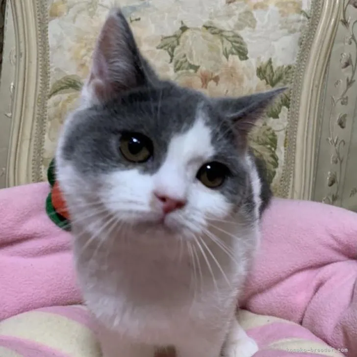 ID:2208-00722の子猫