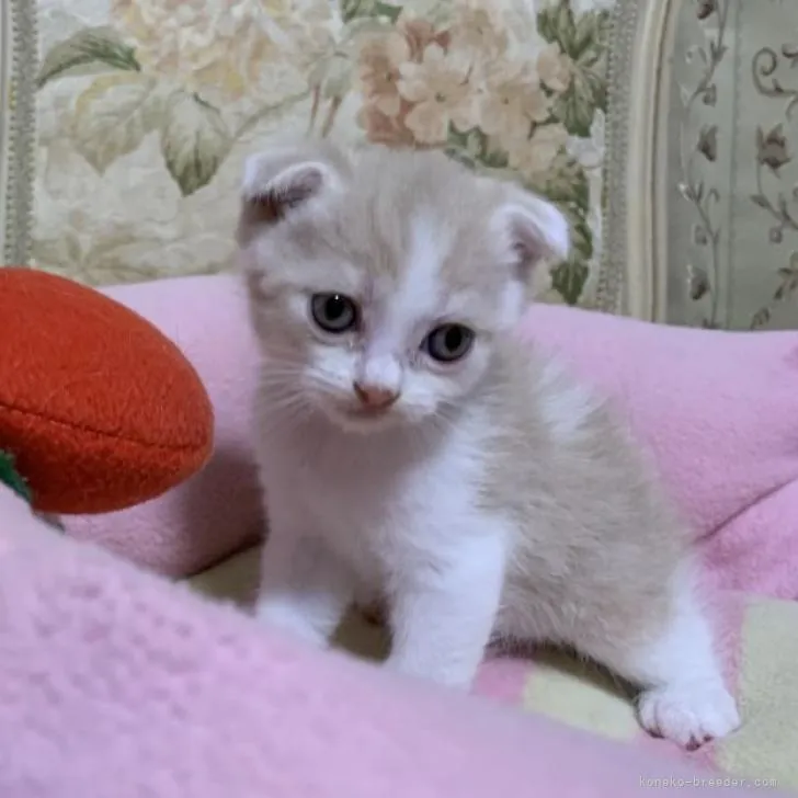 ID:2211-01172の子猫