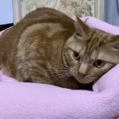 マンチカン(長足)【神奈川県・男の子・2020年4月26日・レッドタビー ショートヘア】の写真2