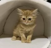 スコティッシュフォールド(立ち耳)【神奈川県・女の子・2024年1月12日・レッドタビー】の写真2