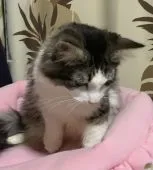 ノルウェージャンフォレストキャット【神奈川県・男の子・2021年9月18日・ブラウンホワイト】の写真2