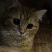 スコティッシュフォールド【・女の子・2024年1月12日・レッドタビー】