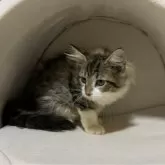 ノルウェージャンフォレストキャット【神奈川県・女の子・2024年1月31日・ブラウンタビーホワイト】の写真2