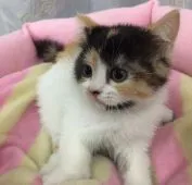 スコティッシュフォールド【神奈川県・女の子・2015年2月17日・キャリコ】の写真2