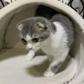 スコティッシュフォールド(折れ耳)【神奈川県・男の子・2022年8月31日・ブルータビーホワイト】の写真3