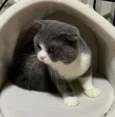 スコティッシュフォールド(折れ耳)【神奈川県・男の子・2022年3月17日・ブルーホワイト】の写真3