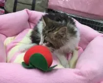 ノルウェージャンフォレストキャット【神奈川県・男の子・2014年12月17日・ブラウンタビー&ホワイト】の写真3