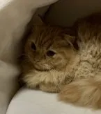 スコティッシュフォールド(折れ耳)【神奈川県・男の子・2022年11月5日・レッドタビー】の写真3