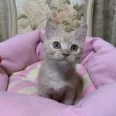 スコティッシュフォールド(立ち耳)【神奈川県・男の子・2022年7月9日・クリームタビーホワイト】の写真3