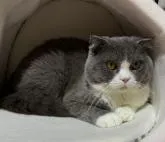 スコティッシュフォールド(折れ耳)【神奈川県・男の子・2022年3月17日・ブルーホワイト】の写真4