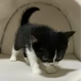 マンチカン(長足)【神奈川県・男の子・2024年3月31日・ブラックホワイト】の写真4