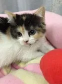 スコティッシュフォールド【神奈川県・女の子・2015年2月17日・キャリコ】の写真4