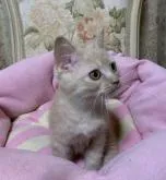 スコティッシュフォールド(立ち耳)【神奈川県・男の子・2022年7月9日・クリームタビーホワイト】の写真4