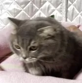 スコティッシュフォールド(折れ耳)【神奈川県・男の子・2025年3月15日・ブルータビー】の写真10