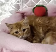 スコティッシュフォールド(立ち耳)【神奈川県・男の子・2025年5月29日・レッドタビー】の写真6