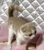 スコティッシュフォールド(折れ耳)【神奈川県・女の子・2025年5月5日・クリームホワイト】の写真11