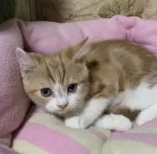 スコティッシュフォールド(立ち耳)【神奈川県・男の子・2024年12月12日・レッドタビーホワイト】の写真11