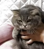 スコティッシュフォールド(折れ耳)【神奈川県・男の子・2025年3月15日・ブルータビー】の写真11