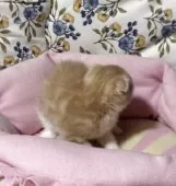 スコティッシュフォールド(立ち耳)【神奈川県・女の子・2025年8月8日・カメオタビーホワイト】の写真11