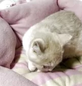 スコティッシュフォールド(立ち耳)【神奈川県・女の子・2025年5月5日・クリームホワイト】の写真12