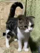 スコティッシュフォールド(折れ耳)【神奈川県・男の子・2024年4月7日・ブラウンタビーホワイト】の写真12