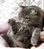 スコティッシュフォールド(折れ耳)【神奈川県・男の子・2025年3月15日・ブルータビー】の写真12