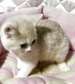 スコティッシュフォールド(立ち耳)【神奈川県・女の子・2025年5月5日・クリームホワイト】の写真13