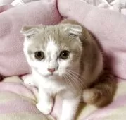 スコティッシュフォールド(折れ耳)【神奈川県・女の子・2025年5月5日・クリームホワイト】の写真13