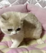 スコティッシュフォールド(立ち耳)【神奈川県・女の子・2025年5月5日・クリームホワイト】の写真14