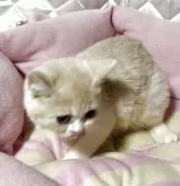 スコティッシュフォールド(立ち耳)【神奈川県・女の子・2025年5月5日・クリームホワイト】の写真15