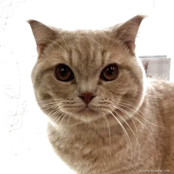 ID：2508-00792の子猫